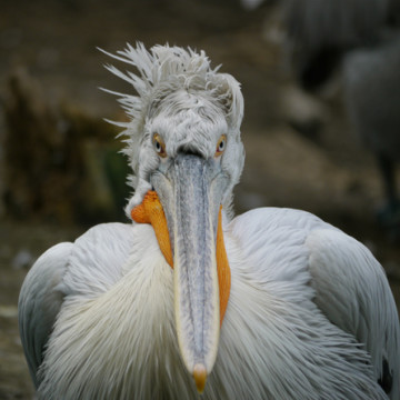 Kroeskop pelikaan Blijdorp