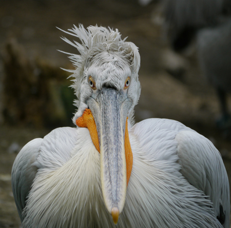 Kroeskop pelikaan Blijdorp
