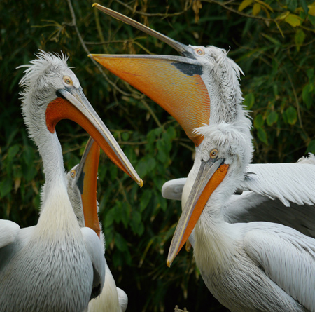 Kroeskop pelikanen Blijdorp