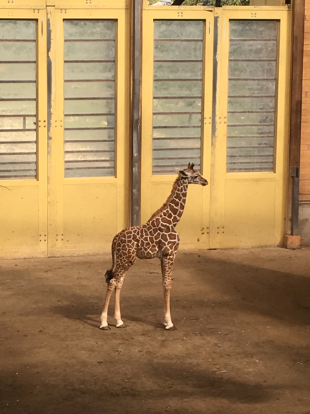 Girafje Kayin 2017 Blijdorp