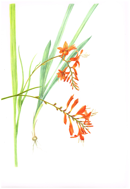 Crocosmia aquarel 24 x 32 cm verkocht