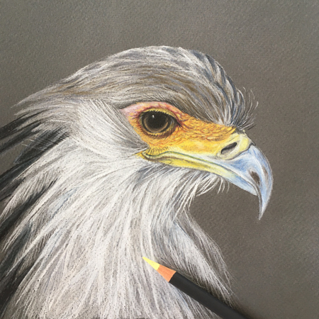 Secretarisvogel, diergaarde Blijdorp, tekening kleurpotlood