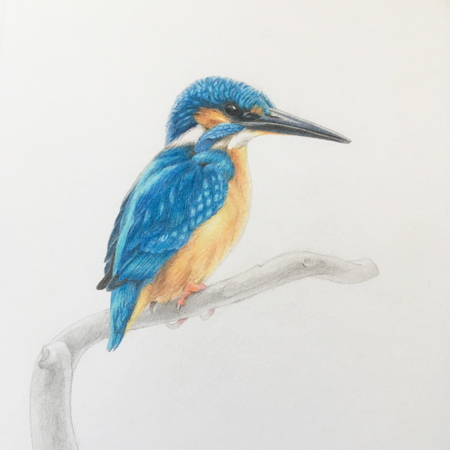 IJsvogel 1 tekening 20x20 cm, lijst 30x30 cm