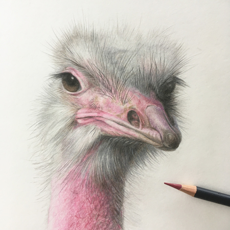 Struisvogel, diergaarde Blijdorp tekening kleurpotlood 21x21 cm