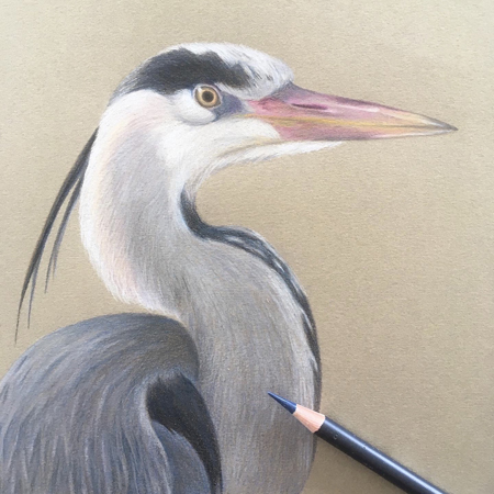 reiger tekening kleurpotlood op gekleurd papier 21x21 cm