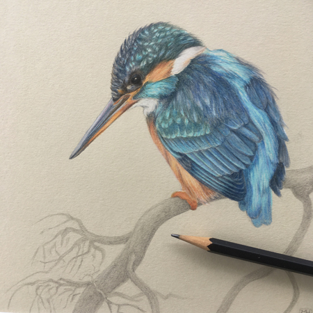 IJsvogel tekening kleurpotlood op gekleurd papier 21x21 cm, passe-partout 30x30 cm