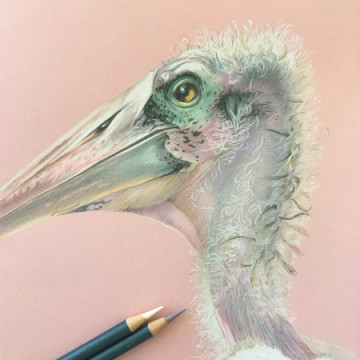 Vogelportretten